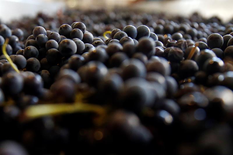  Chili berjalan melalui Eropa kekuatan vitivinÃ­cola dari strain patrimonialnya