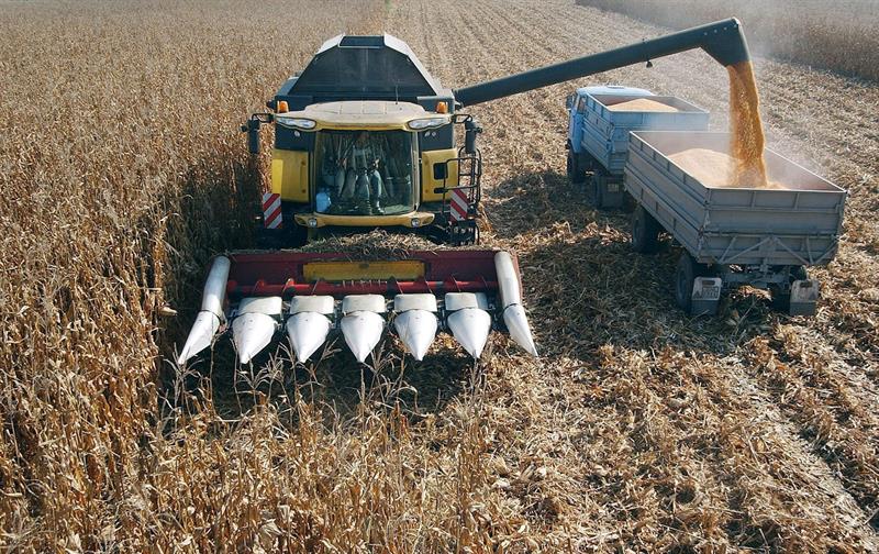  Pasokan dari Argentina dan Brasil mengurangi harga jagung di wilayah tersebut, menurut FAO